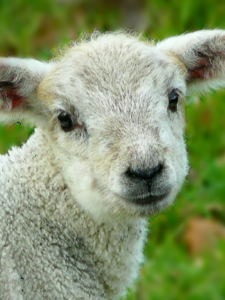 schaaf
